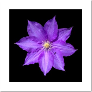 Purple Clematis Flower Posters and Art